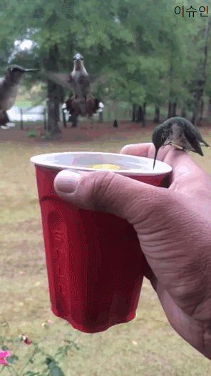 음료수 먹는 벌새