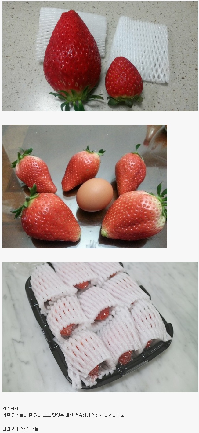 국산 딸기 신품종