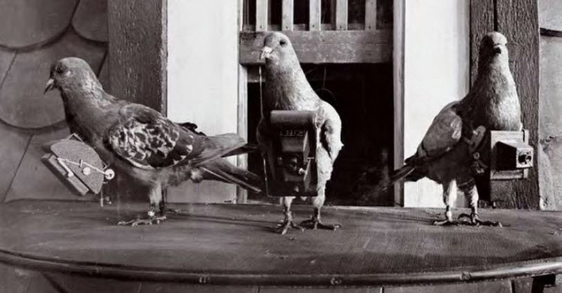 1903년 항공 촬영용 비둘기