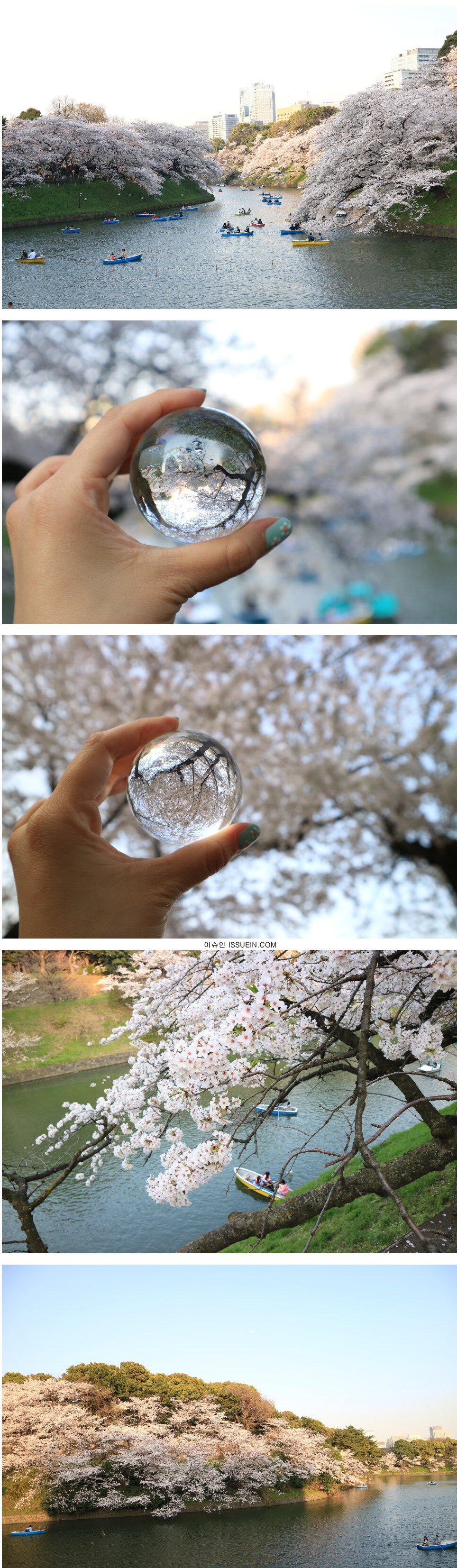 도쿄 벚꽃 풍경