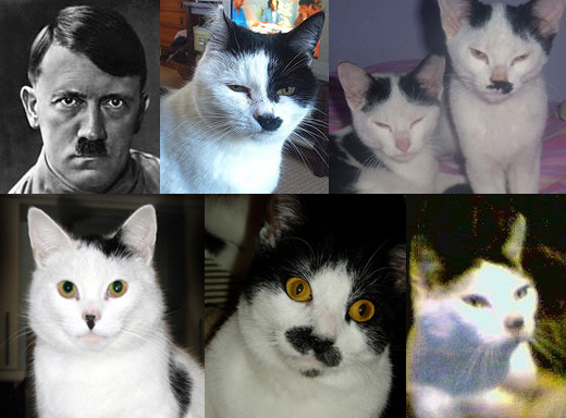 히틀러 닮은 고양이를 찾아라!