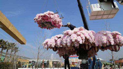 일본의 흔한 벚꽃 나무