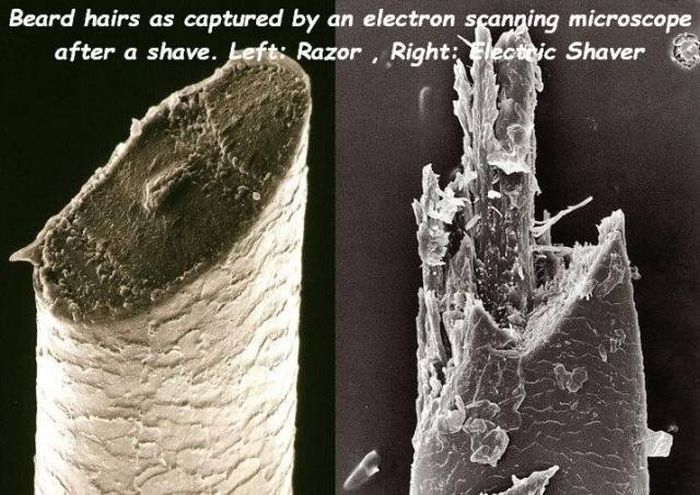 수염 깍고 단면 현미경으로 봄