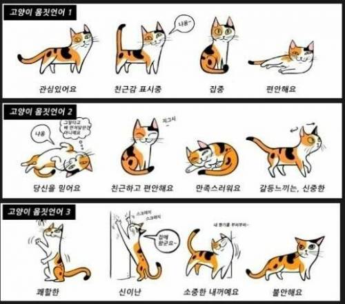 고양이 몸짓언어