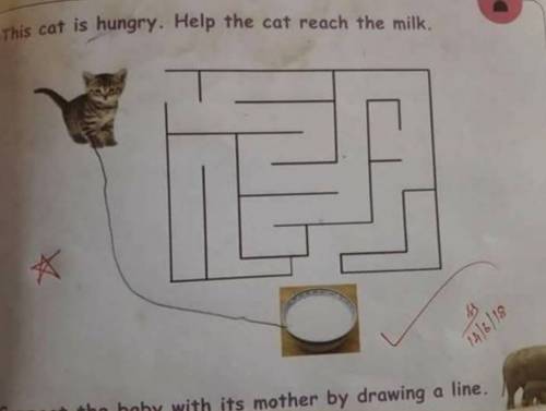 배고픈 고양이를 도와주세요