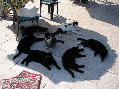 여름철 고양이들의 특징