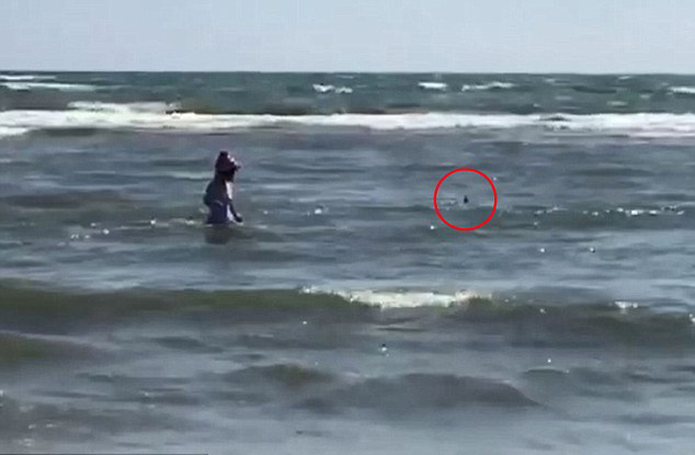 해변에 좌초된 돌고래, 바다로 살려 보낸 여성