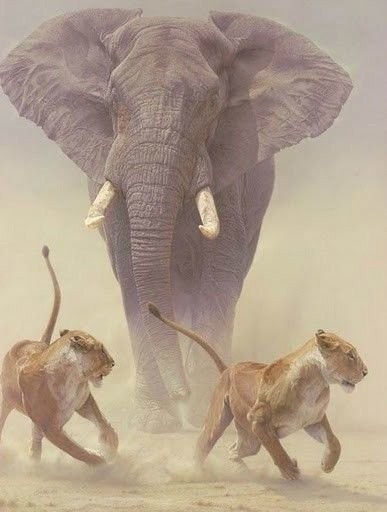 코끼리와 다른 동물들의 체격 비교