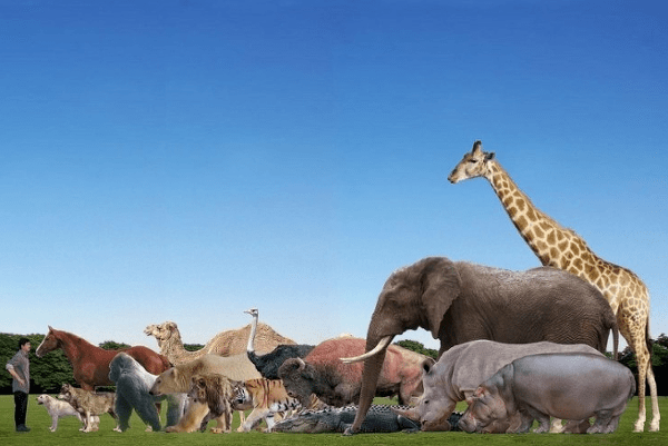 코끼리와 다른 동물들의 체격 비교