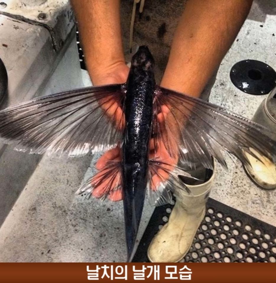 살면서 한번도 보기 어려운 신기한 장면들