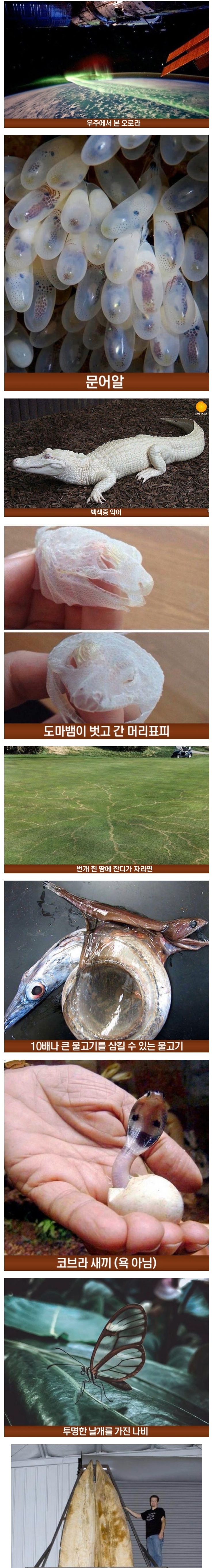 살면서 한번도 보기 어려운 신기한 장면들