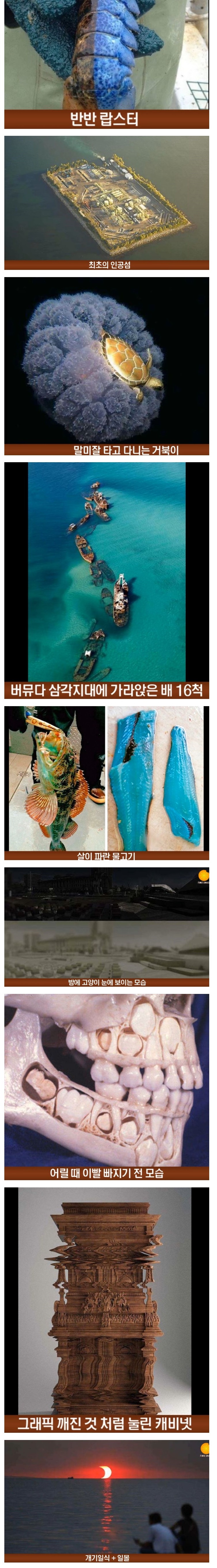 살면서 한번도 보기 어려운 신기한 장면들