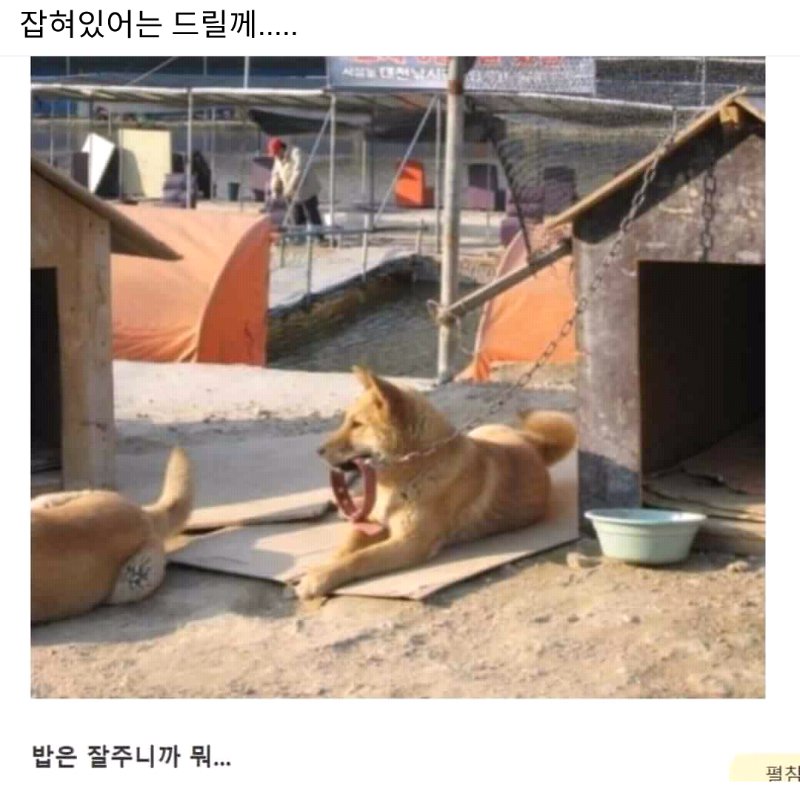 잡혀는 드릴게