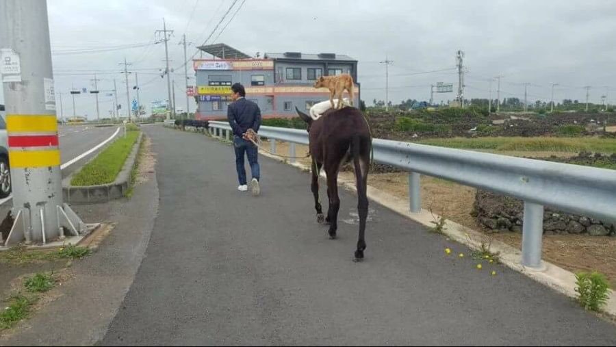 제주도 브레멘 음악대