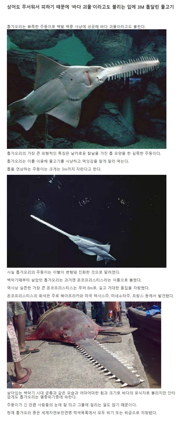 어마무사물고기