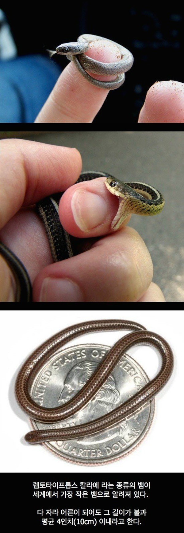 정말 작은 뱀