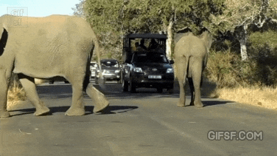 도로통제하는 대장 코끼리..