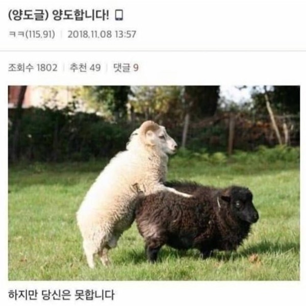 양도합니다