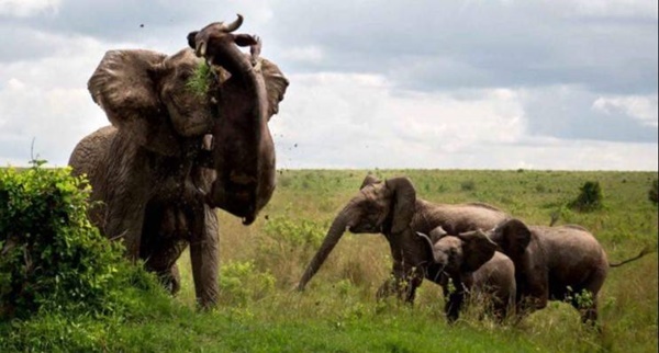 아기 코끼리를 공격한 물소