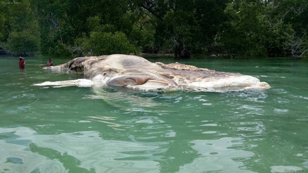 인도네시아에서 발견된 고래라네