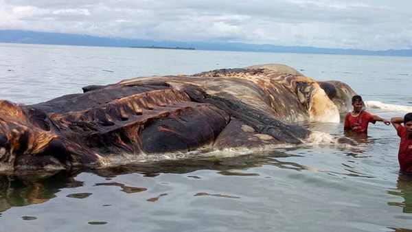 인도네시아에서 발견된 고래라네