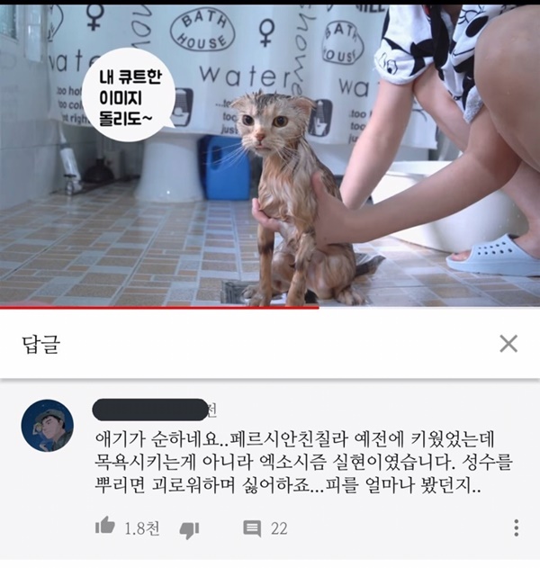 고양이 목욕에 대한 댓글