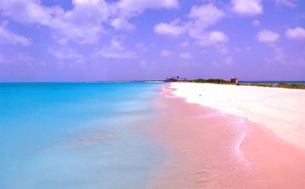 바하마에 있는 핑크모래 해변 신기해
