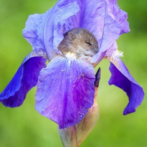 꽃 속에서 잠을 자는 쥐