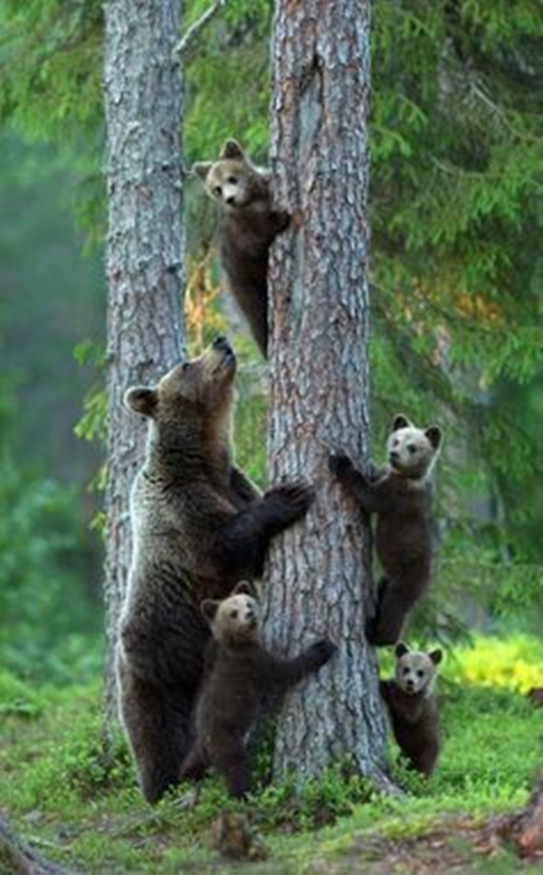단란한 곰 가족
