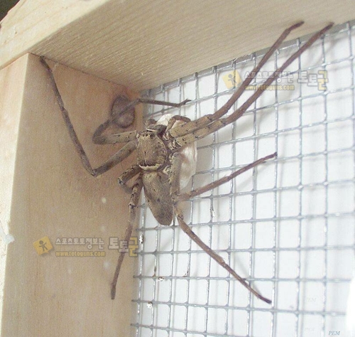 먹튀검증 토토군 유머 놀랍게도 한국에 사는 거미