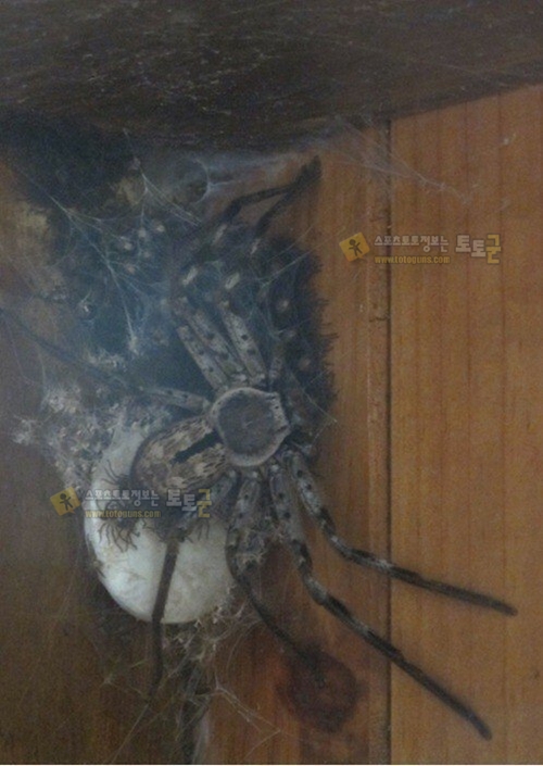 먹튀검증 토토군 유머 놀랍게도 한국에 사는 거미
