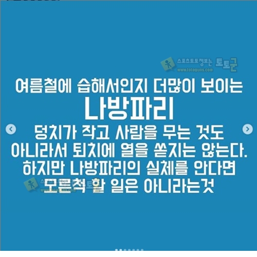 먹튀검증 토토군 유머 화장실에 서식하는 나방파리 완전박멸 꿀팁