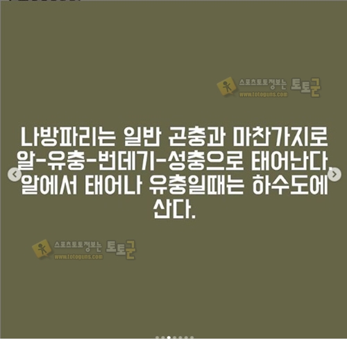 먹튀검증 토토군 유머 화장실에 서식하는 나방파리 완전박멸 꿀팁