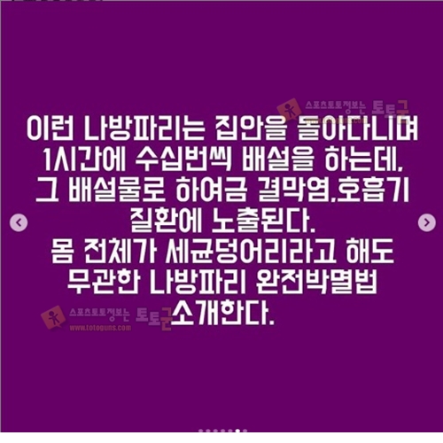 먹튀검증 토토군 유머 화장실에 서식하는 나방파리 완전박멸 꿀팁