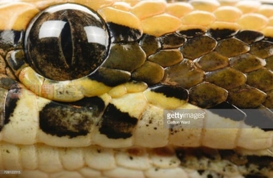 먹튀검증소 유머 아나콘다따위 개처바르는 진짜 거대한 악마의 뱀
