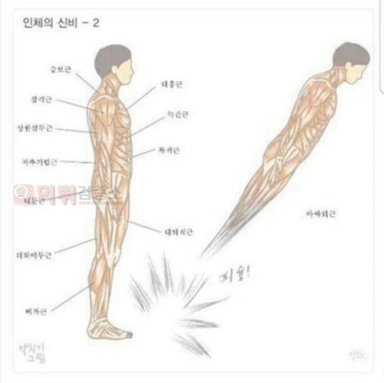 먹튀검증소 유머 인체에서 가장 강력한 근육