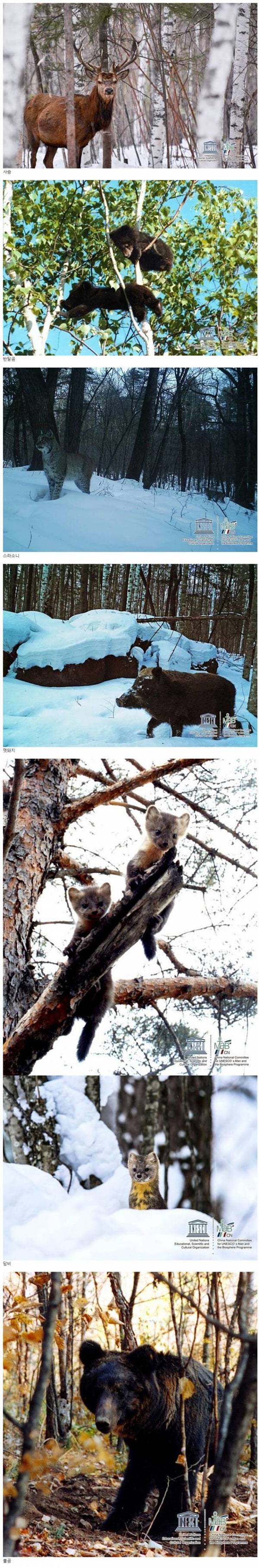 먹튀검증소 유머 최근 백두산에서 찍힌 야생동물들