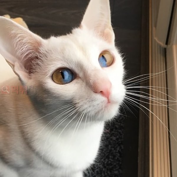 먹튀검증소 유머 신기한 한 눈에 두가지 색이 들어있는 파이아이 고양이