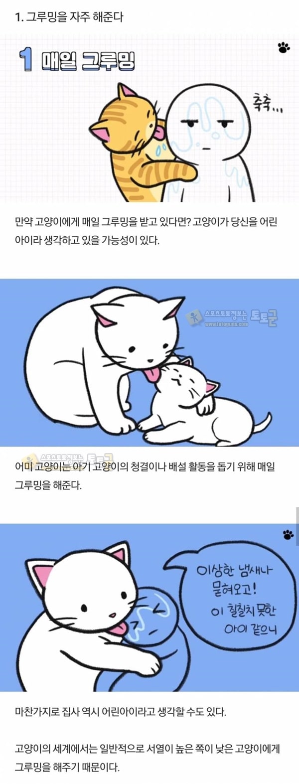 먹튀검증 토토군 유머 고양이 행동 해석