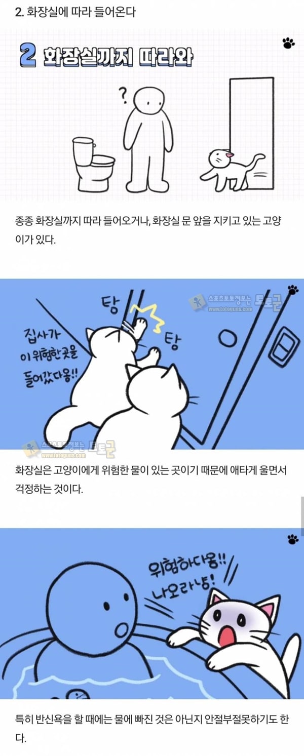 먹튀검증 토토군 유머 고양이 행동 해석