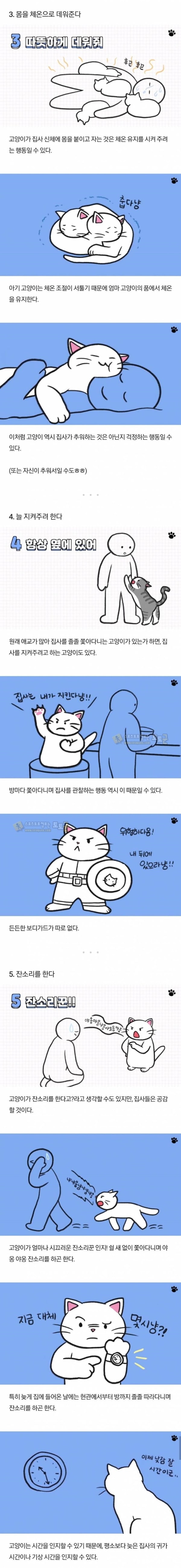 먹튀검증 토토군 유머 고양이 행동 해석