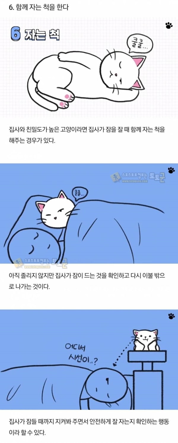 먹튀검증 토토군 유머 고양이 행동 해석