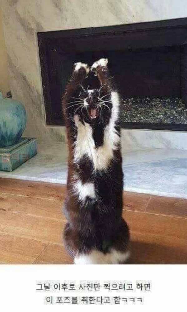 먹튀검증소 유머 사진 찍으면 이상한 포즈 취하는 고양이