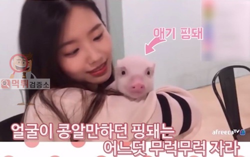 먹튀검증소 유머 2년 째 돼지를 키우고 있는 유튜버