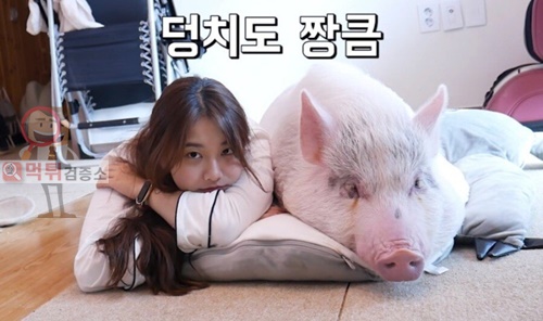 먹튀검증소 유머 2년 째 돼지를 키우고 있는 유튜버