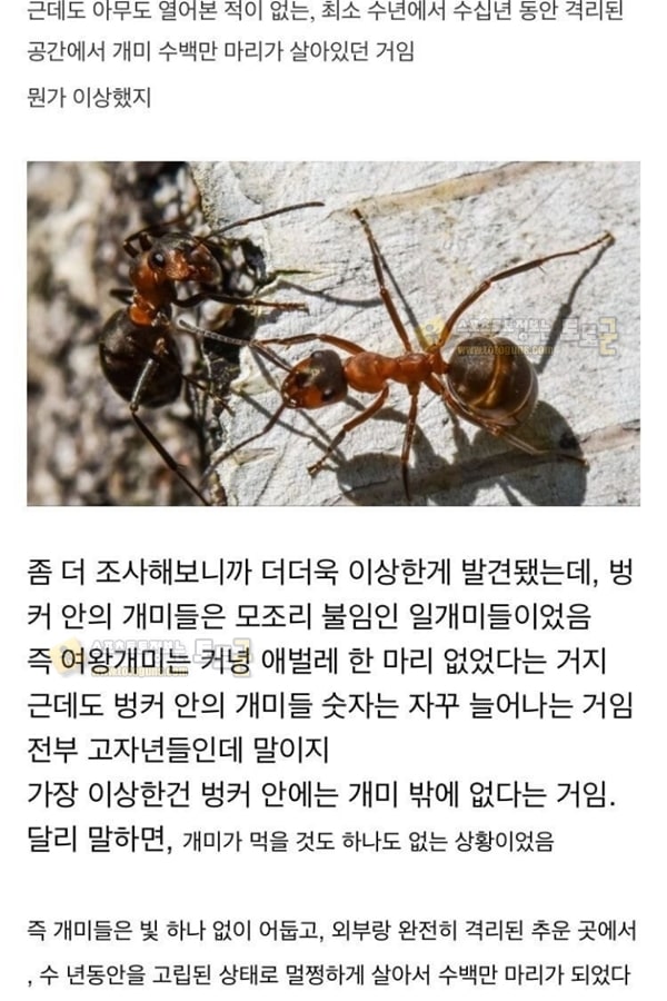 먹튀검증 토토군 유머 냉혹한 개미의 생존력