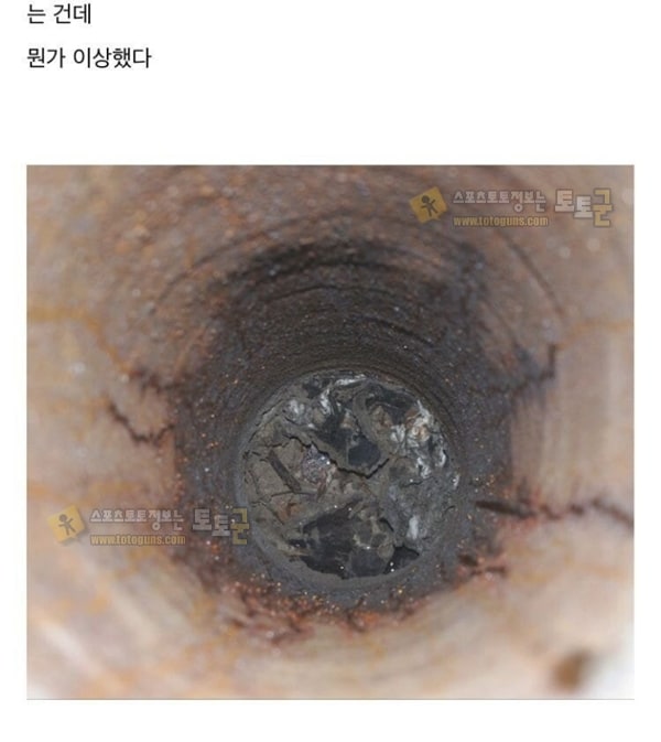 먹튀검증 토토군 유머 냉혹한 개미의 생존력