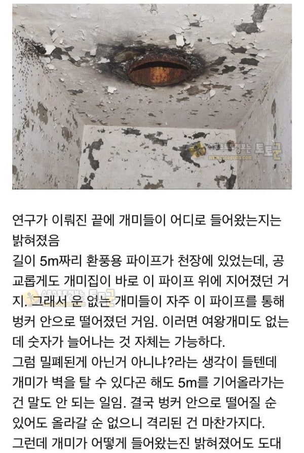 먹튀검증 토토군 유머 냉혹한 개미의 생존력