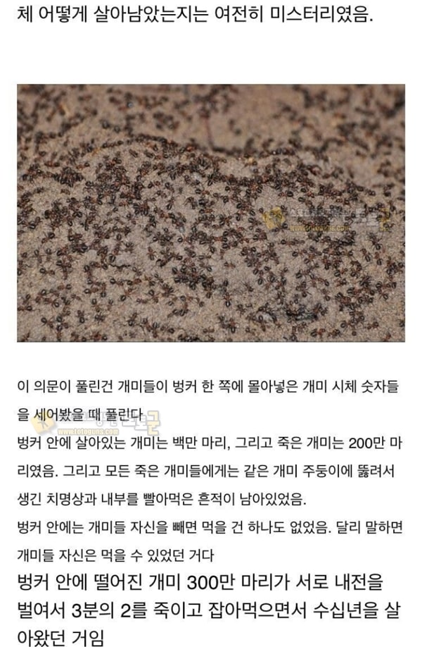 먹튀검증 토토군 유머 냉혹한 개미의 생존력