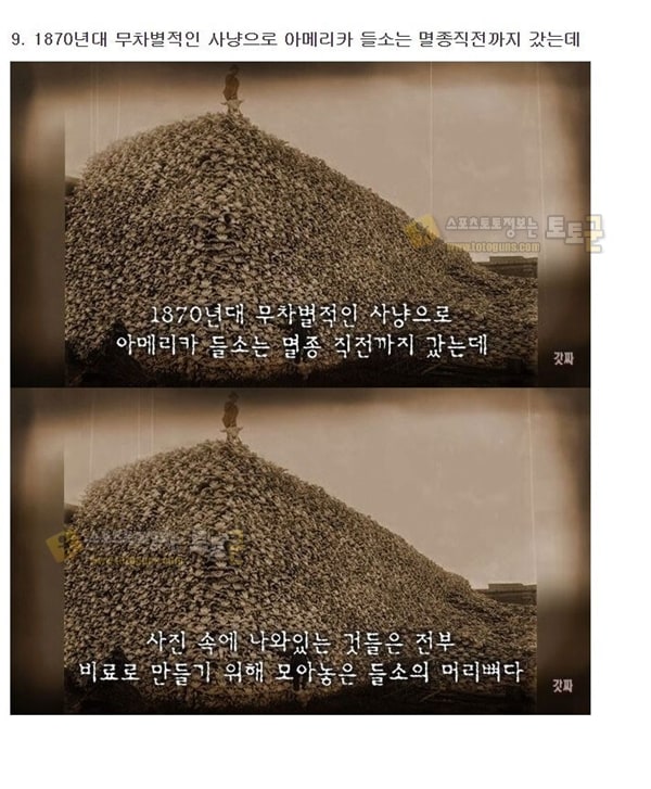 먹튀검증 토토군 유머 조작되지 않은 역사속 충격적인 실제사진 18장